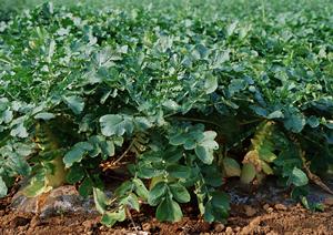 東京で楽しむ和菓子の名店ガイド！家族で訪れたい老舗から季節限定までのおすすめ厳選紹介