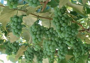 南越谷の絶品熟成肉を楽しめる越谷ミート酒場 ビンゴの魅力と店舗詳細