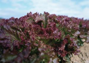 日本橋で絶対外さない！イタリアンレストラン完全ガイド2026年